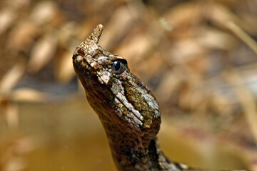 Europäische Hornotter // Nose-horned viper, sand viper (Vipera ammodytes) - Insel Tinos, Griechenland