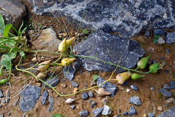 Früchte des Acker-Rettich // fruits of the wild radish, white charlock (Raphanus raphanistrum)