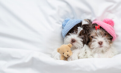 Two Biewer yorkshire terrier puppies wearing knitted hats sleep with toy bear under warm blanket on the bed at home. Empty space for text