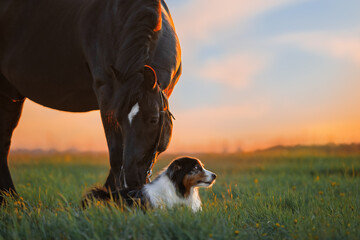 A dog and a horse. Friendship of a dog and a horse in nature. 