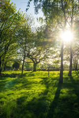 Sun shining through birch trees in forest environment in Skåne (Scania) Sweden