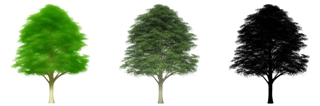 Set or collection of Bur Oak trees, painted, natural and as a black silhouette on white background. Concept or conceptual 3d illustration for nature, ecology and conservation, strength, endurance