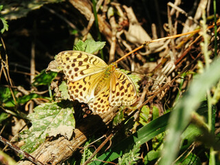 butterfly
