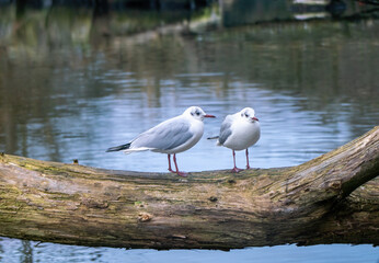  Immature black-headed gulls (Chroicocephalus ridibundus)  on the old tree