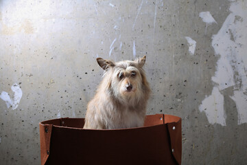 Cute dog in a brown box against a gray concrete wall
