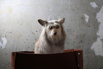 Cute dog in a brown box against a gray concrete wall