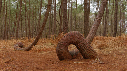 pins maritime qui ont poussé dans une forêt bretonne avec de drôle de formes. C'est une espèce...