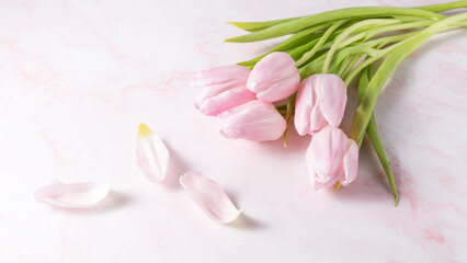 Spring pink tulip flowers and petals on light marble background.