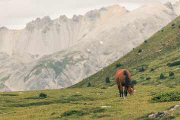 Fototapeta premium Mountainous landscape in Switzerland with cows and horses