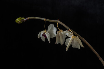 Withered dead orchid flowers isolated on black background
