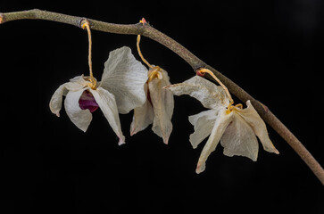 Withered dead orchid flowers isolated on black background