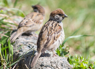 sparrow on a grass