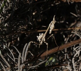 Gros plan d'une empusa pennata accrochée à une branche de lavande.