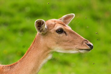 Portrait of a Fallow deer with flies buzzing around it.