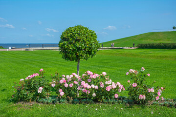 Garden with lawns, rows of pink roses
