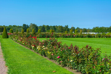Garden with lawns, rows of pink roses