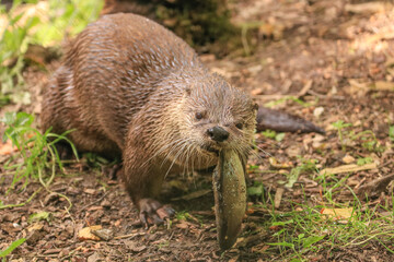 An Asian Small-clawed Otter biting off a piece of fish