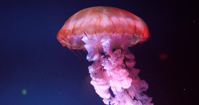 Majestic red-pink jellyfish swims in water closeup