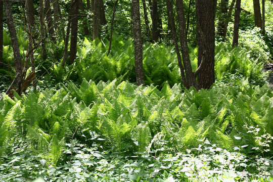 Sunny day of the beginning of summer. Young green ferns and a nettle grow in a large number under alder trees. Nearby the stream proceeds.