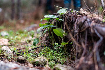 moss growing on the ground