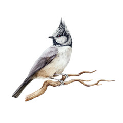 Crested tit bird watercolor illustration. Realistic lophophanes cristatus image. European songbird perched on the tree branch. Crested tit forest wildlife animal. White background