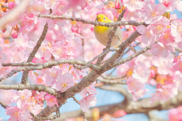 こっちを見るメジロ