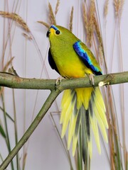 Ein Schmucksittich (Neophema elegans) f&auml;chert den Schwanz.