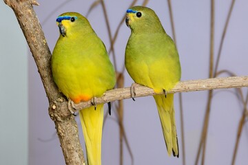 Ein Paar Schmucksittiche (Neophema elegans) in der Voliere.
