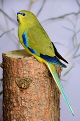 Ein Schmucksittich (Neophema elegans) auf einem Stamm in der Voliere.