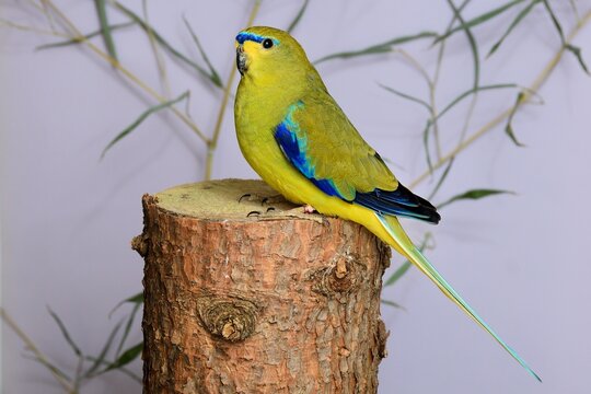 Ein Schmucksittich (Neophema elegans) in der Voliere.