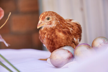 Chicken, pastel multicolored eggs close up. Easter post card concept. Cottagecore and naturecore aesthetic. Seasonal festive background.