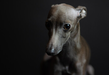 portrait of a small Italian greyhound. levretka in the studio