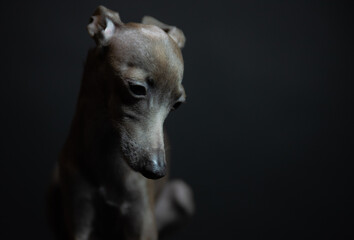 Obraz premium portrait of a small Italian greyhound