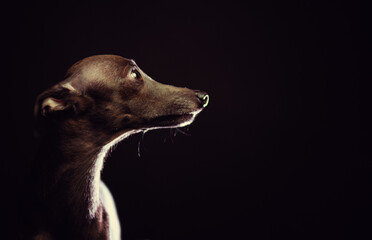 portrait of a small Italian greyhound