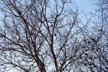 branches against blue sky