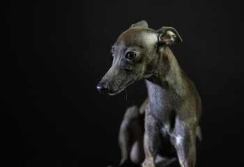 portrait of a small Italian greyhound