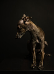 Fototapeta na wymiar portrait of a small Italian greyhound