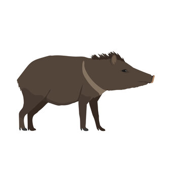 Collared peccary seen in side view - Flat style vector