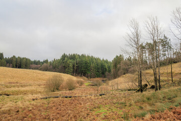 Kielder England: 13th January 2022: Kielder Forest view during a winters day