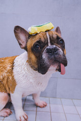 Sitting french bulldog with a long tongue unhappy to take bath with soapy sponge over his head. Pets beauty service