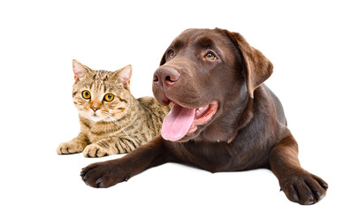 Young cute Labrador dog and cat Scottish Straight lying together isolated on white background