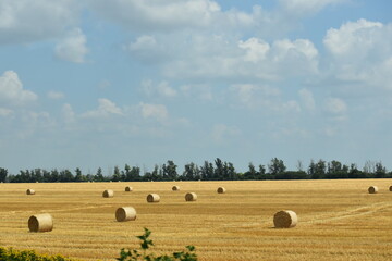 hay bales in the field