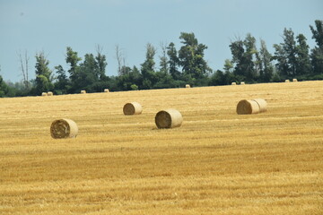 hay bales in the field