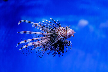 Fototapeta na wymiar Fish Lionfish - Zebra, Pterois volitans