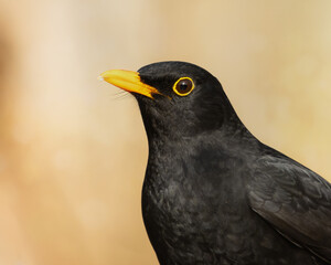 Male European Blackbird in profile