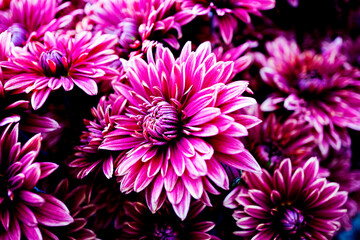 Macrophoto of an amazing chrysanthemums. Bright autumn flowers of rich purple color. You can see the petals and all the details. Selective focusing for better effect