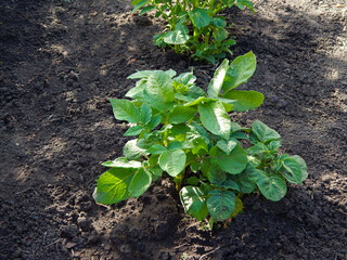 potato leaves in the garden, horizontal photo