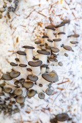 Obraz na płótnie Canvas cultivation of oyster mushrooms on a substrate block