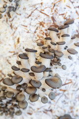 growing oyster mushrooms on a substrate block at home