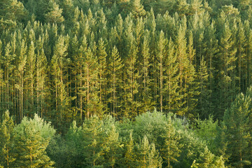 young pines view from afar on a pine forest